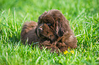 Newfoundlander Puppy