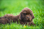 Newfoundlander Puppy