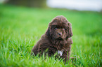 Newfoundlander Puppy