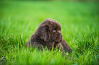 Newfoundlander Puppy