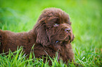 Newfoundlander Puppy