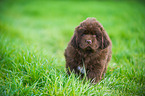 Newfoundlander Puppy