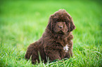 Newfoundlander Puppy
