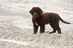 Newfoundland Dog Puppy