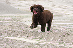Newfoundland Dog Puppy