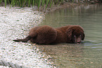 Newfoundland Dog Puppy