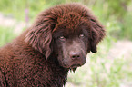 Newfoundland Dog Puppy