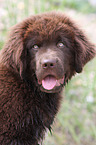 Newfoundland Dog Puppy