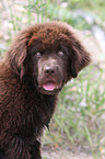 Newfoundland Dog Puppy