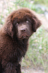 Newfoundland Dog Puppy