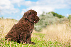 Newfoundland Puppy