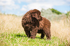 Newfoundland Puppy