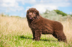Newfoundland Puppy