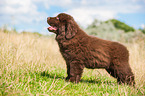 Newfoundland Puppy