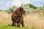 Newfoundland Puppy