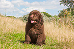 Newfoundland Puppy