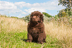 Newfoundland Puppy