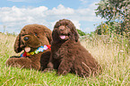 Newfoundland Puppy