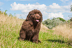 Newfoundland Puppy
