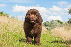 Newfoundland Puppy