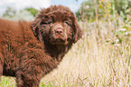 Newfoundland Puppy
