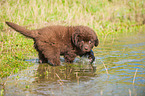 Newfoundland Puppy