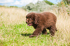 Newfoundland Puppy