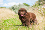 Newfoundland Puppy