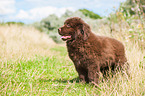 Newfoundland Puppy
