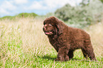 Newfoundland Puppy