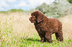 Newfoundland Puppy