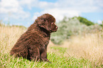 Newfoundland Puppy