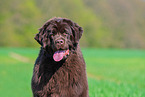 Newfoundland Dog Portrait