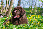 lying Newfoundland Dog