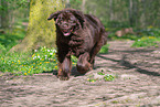 walking Newfoundland Dog
