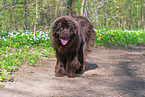 walking Newfoundland Dog