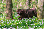 walking Newfoundland Dog