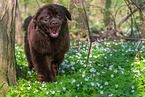 walking Newfoundland Dog