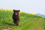 running Newfoundland Dog