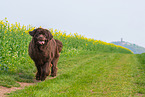 running Newfoundland Dog