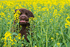Newfoundland Dog Portrait