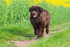 walking Newfoundland Dog