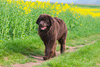walking Newfoundland Dog