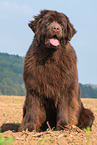 sitting Newfoundland Dog