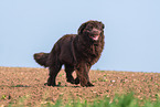 walking Newfoundland Dog