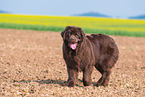 walking Newfoundland Dog