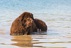 bathing Newfoundland Dog