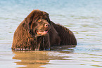 bathing Newfoundland Dog