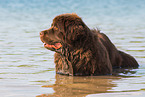 bathing Newfoundland Dog