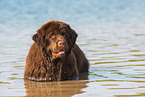 bathing Newfoundland Dog